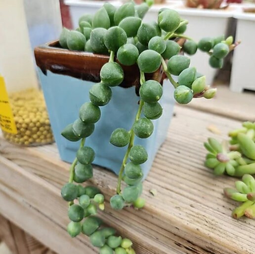 Senecio Rowleyanus - String Of Pearls - Cuttings