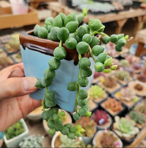 Senecio Rowleyanus - String Of Pearls - Cuttings