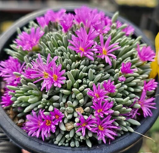 Delosperma Sphalmanthoides - Beuatiful Plants - Cuttings