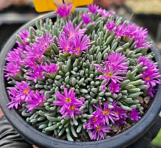 Delosperma Sphalmanthoides - Beuatiful Plants - Cuttings