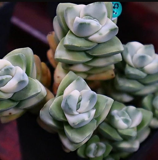 Crassula Moonglow - Beautiful Succulent - Rare Succulent - Cuttings