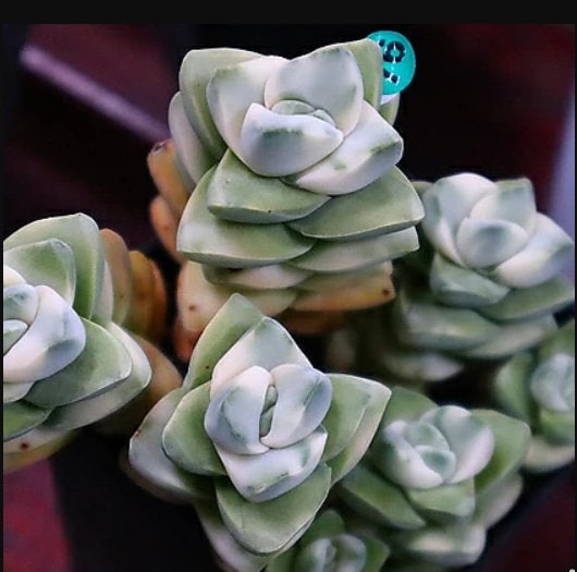 Crassula Moonglow - Beautiful Succulent - Rare Succulent - Cuttings