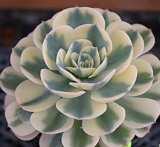 Echeveria Lenore Dean - Compton Carousel - beautiful succulent - propagation leaf