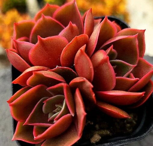 Echeveria Red Bullet - beautiful succulent - propagation leaf