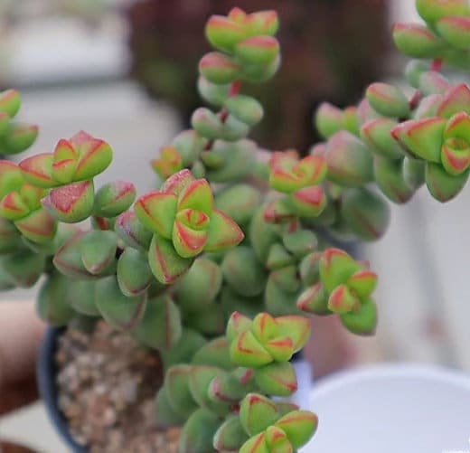 Crassula Brevifolia - Beautiful Succulent - Rare Succulent - Cuttings