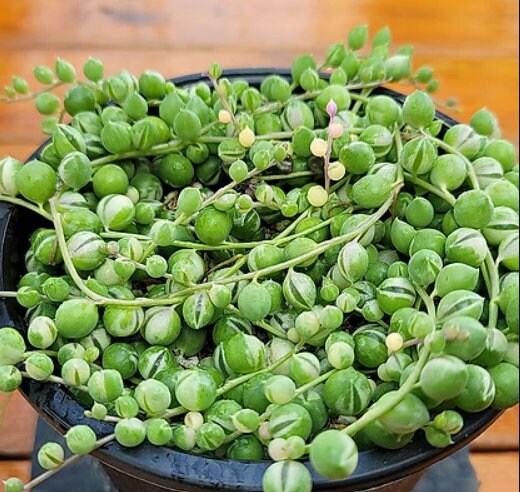 Senecio Rowleyanus - String Of Pearls - Cuttings