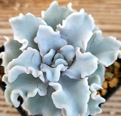 Echeveria Crispate Beauty - beautiful succulent - propagation leaf