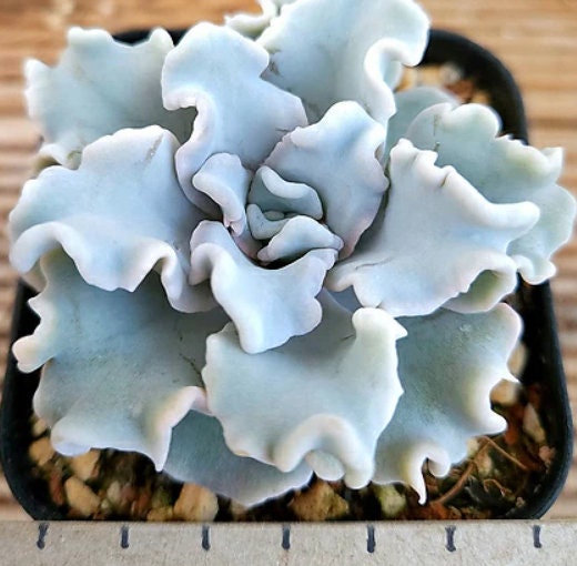 Echeveria Crispate Beauty - beautiful succulent - propagation leaf