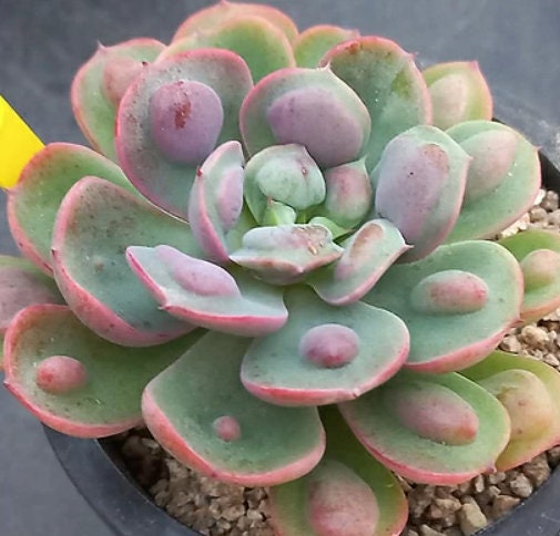 Echeveria Raindrops - beautiful succulent - propagation leaf