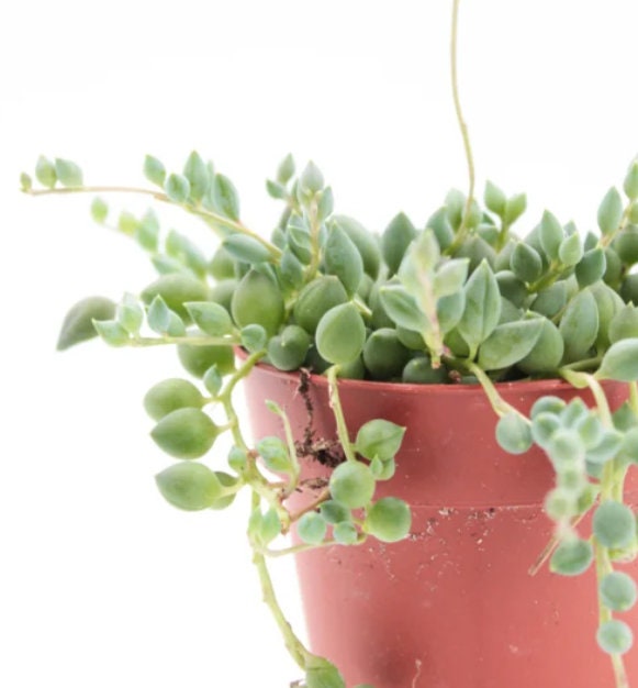 Senecio Rowleyanus Tear Drops - String Of Pearls - Cuttings
