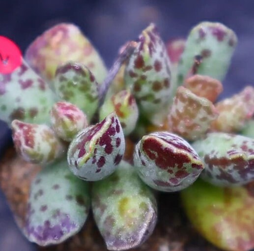 Adromischus Hemisphaericus - beautiful succulent - propagation leaf