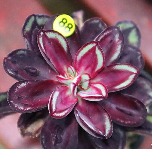 Echeveria Nodulosa - beautiful succulent - propagation leaf