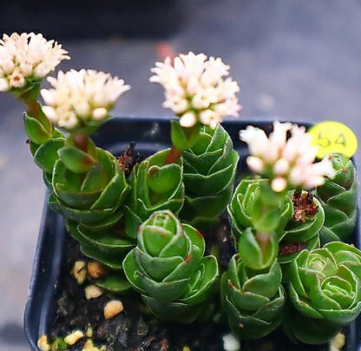 rare succulent cuttings Grassula David - Beautiful Succulent - Rare Succulent