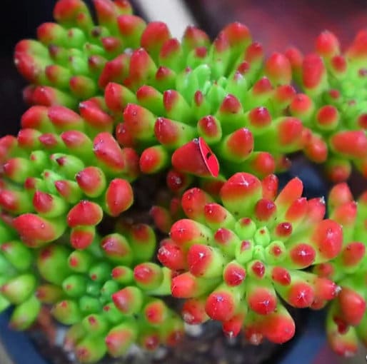 Sedum Touch Me - beautiful succulent - propagation leaf