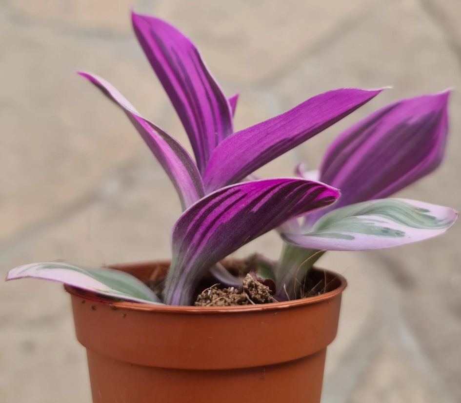 Tradescantia Albiflora Nanouk - beautiful plant - rare plant - pink, white and green plant