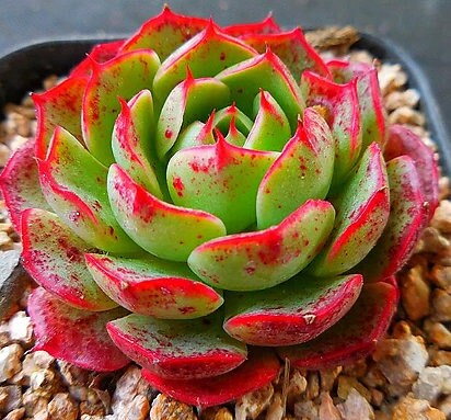 Echeveria Love Fire - beautiful succulent - propagation leaf