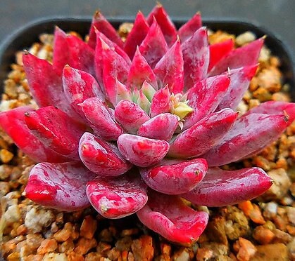 Echeveria Leopard - beautiful succulent - propagation leaf