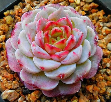 red succulent leaves Echeveria Red Velvet - beautiful succulent