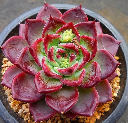 Echeveria Lumines - beautiful succulent - propagation leaf