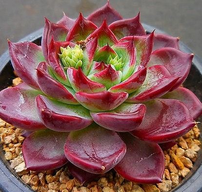 Echeveria Lumines - beautiful succulent - propagation leaf