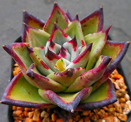 Echeveria Black Ruby - beautiful succulent - propagation leaf