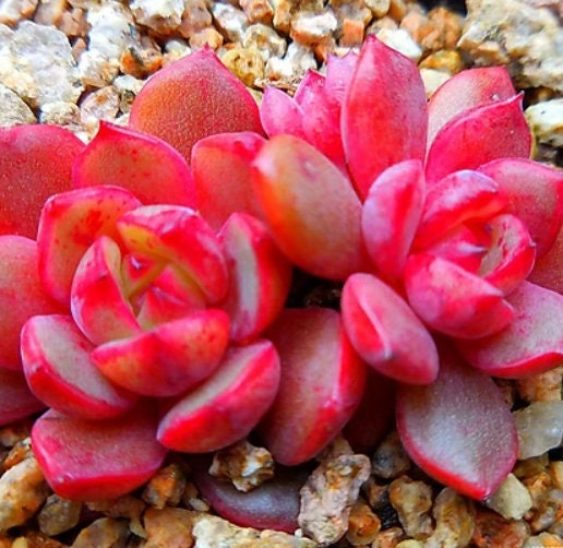 Echeveria Salu - beautiful succulent - propagation leaf