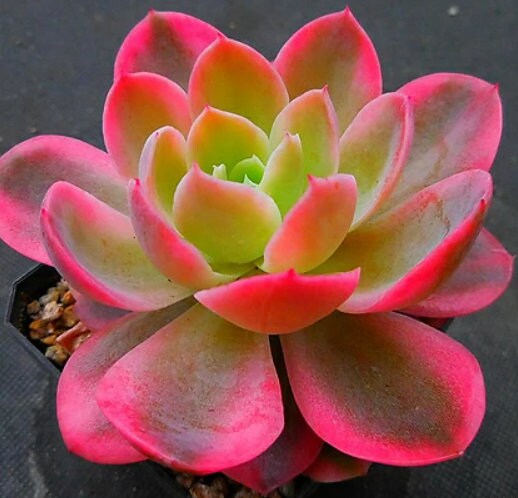 Echeveria Pink Vera - beautiful succulent - propagation leaf