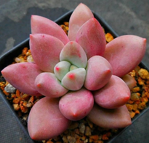 succulent with pink Echeveria Pink Crew - beautiful succulent