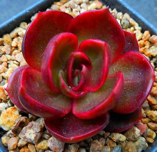 Echeveria Hongdeung - beautiful succulent - propagation leaf
