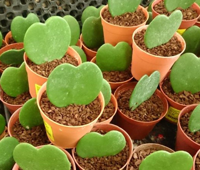 Hoya Kerrii - heart plant - succulent plant in the shape of a heart - 1 Leaf with node
