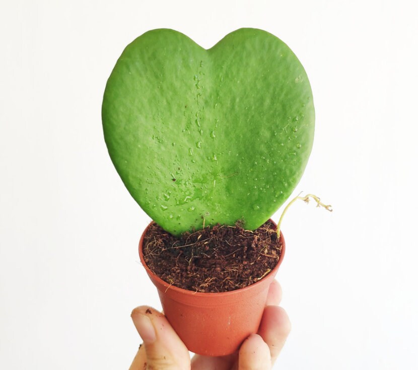 Hoya Kerrii - heart plant - succulent plant in the shape of a heart - 1 Leaf with node