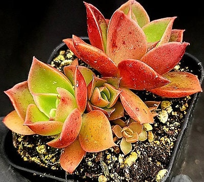 Echeveria Salsa Verde - beautiful succulent - propagation leaf