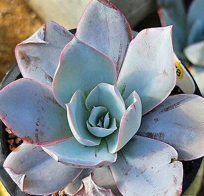 Echeveria Cante - beautiful succulent - propagation leaf