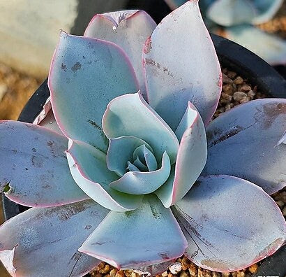 Echeveria Cante - beautiful succulent - propagation leaf
