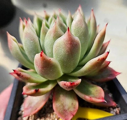 Echeveria Agavoides Prolifera - beautiful succulent - propagation leaf