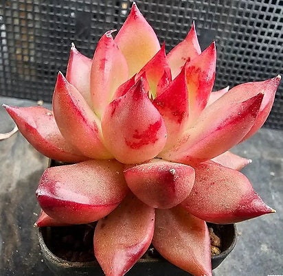Echeveria Agavoides Frank Reinelt - beautiful succulent - propagation leaf