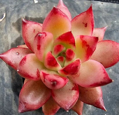 Echeveria Agavoides Frank Reinelt - beautiful succulent - propagation leaf