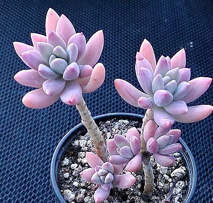 Graptosedum Francesco Baldi - beautiful succulent - propagation leaf
