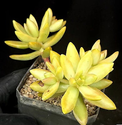 fine gold leaf succulent Sedum Adolphi Lime Gold - beautiful succulent