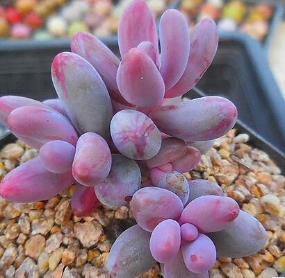 Pachysedum Ganzhou - beautiful succulent - propagation leaf