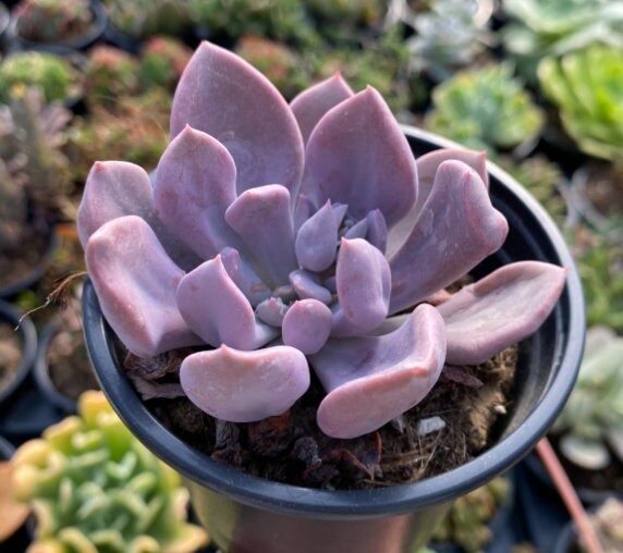 Graptoveria Topsy Debbie - beautiful succulent - propagation leaf