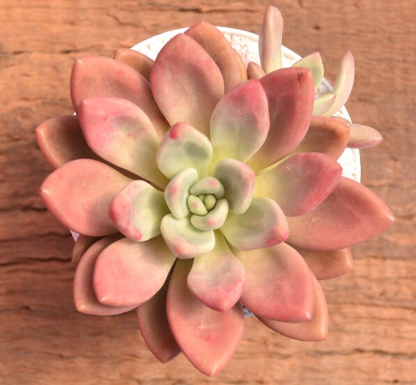 Graptoveria Pink Dona - beautiful succulent - propagation leaf