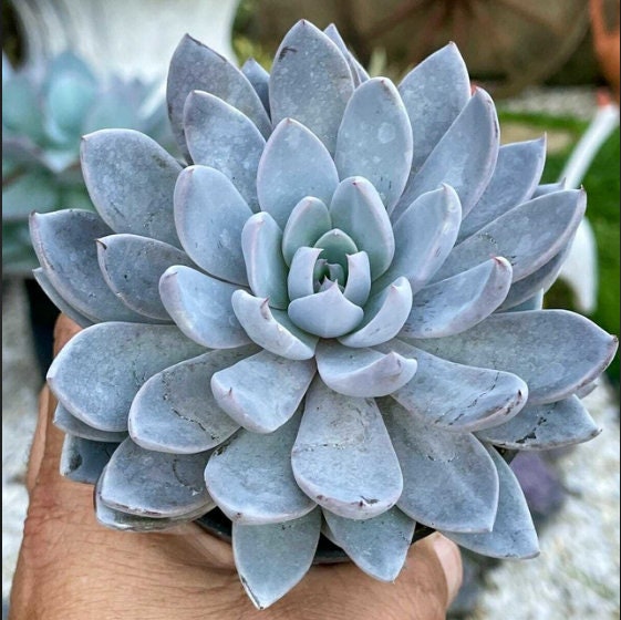 Graptoveria Lulu - beautiful succulent - propagation leaf