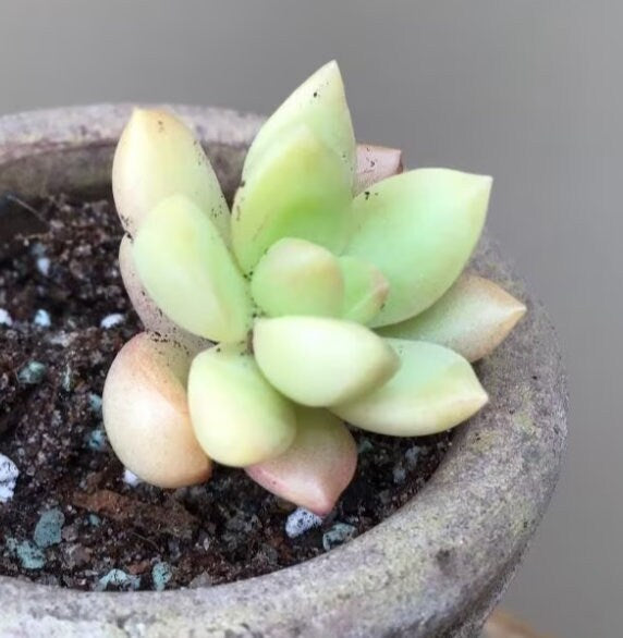 Sedum Golden Glow - beautiful succulent - propagation leaf