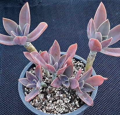 Graptoveria Fred Ives - beautiful succulent - propagation leaf