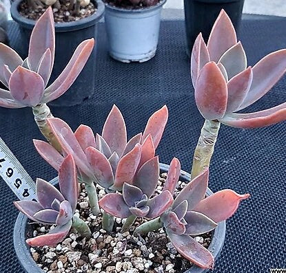 Graptoveria Fred Ives - beautiful succulent - propagation leaf
