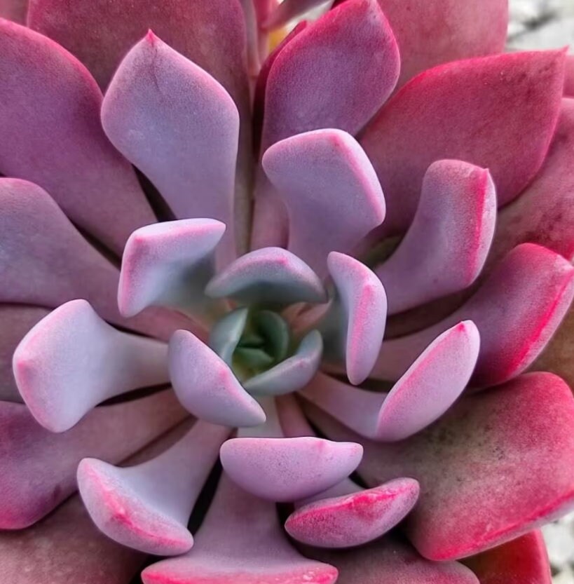 Graptoveria Debbie - beautiful succulent - propagation leaf