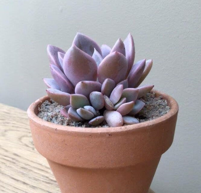 Graptoveria Debbie - beautiful succulent - propagation leaf