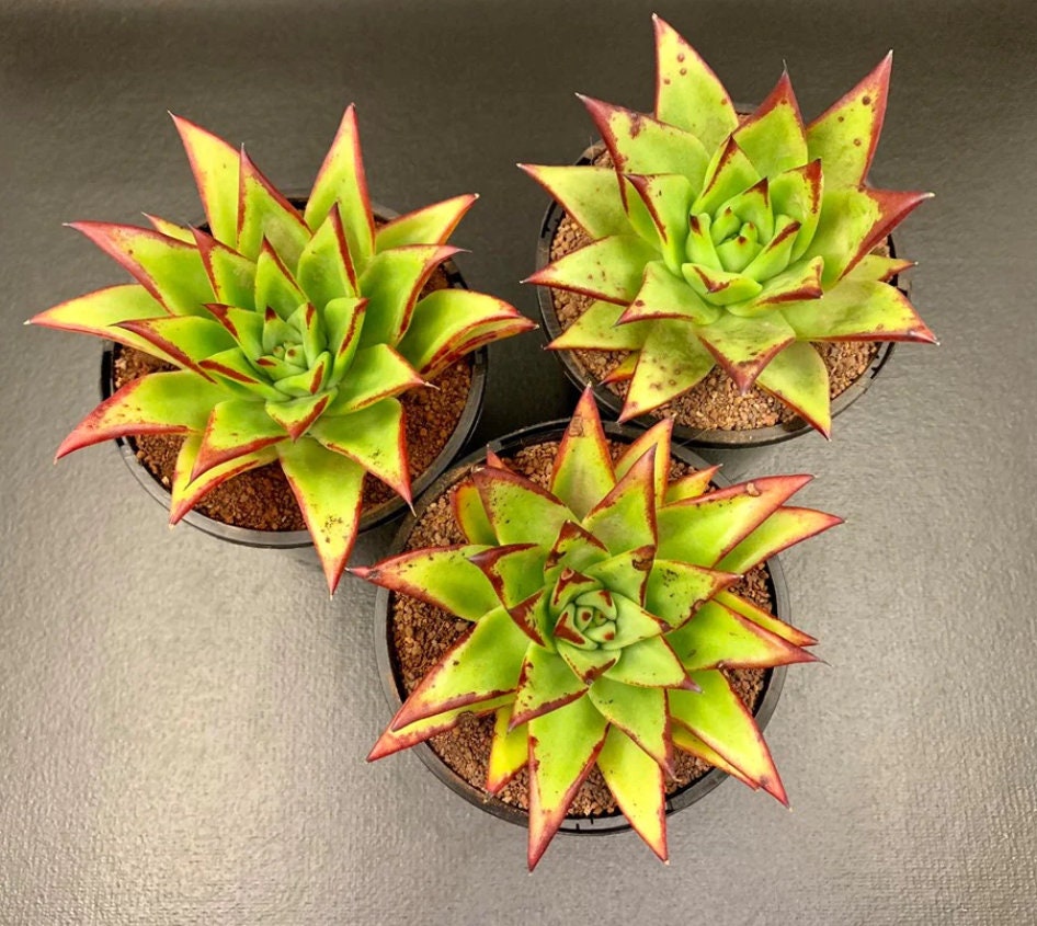 Echeveria Agavoides Red Edge - Echeveria Lipstick - beautiful succulent - propagation leaf