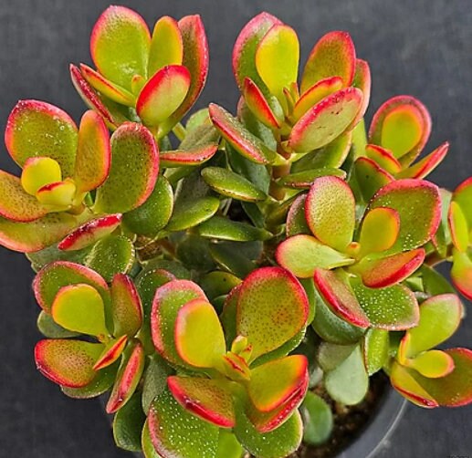 Crassula Ovata Sunset Magic - Beautiful Succulent - Rare Succulent - Cuttings